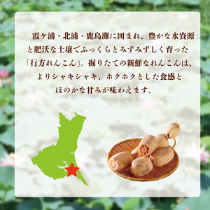 ★2026年9月より配送★ JAなめがたしおさい直送　行方のれんこんAS・約4kg（小ぶりサイズ）(AE-114)