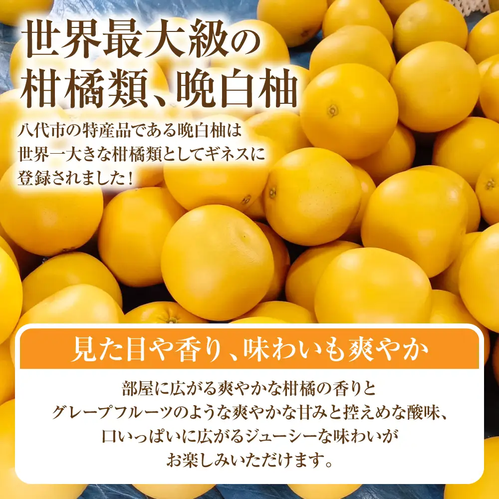 柑橘 【先行予約】ハウス晩白柚 秀品Lサイズ 2玉入り【2026年12月中旬より順次発送】 柑橘