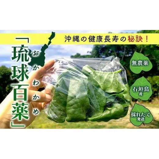 ＜先行予約＞沖縄の健康長寿の秘訣「琉球百薬（おかわかめ）」10袋　OI-25