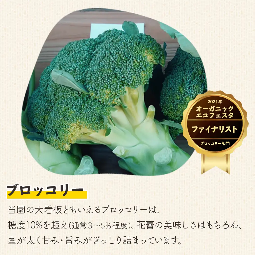ブロッコリー 約2kg 産地直送 ブロッコリー 2025年12月中旬から順次配送 sy-0010