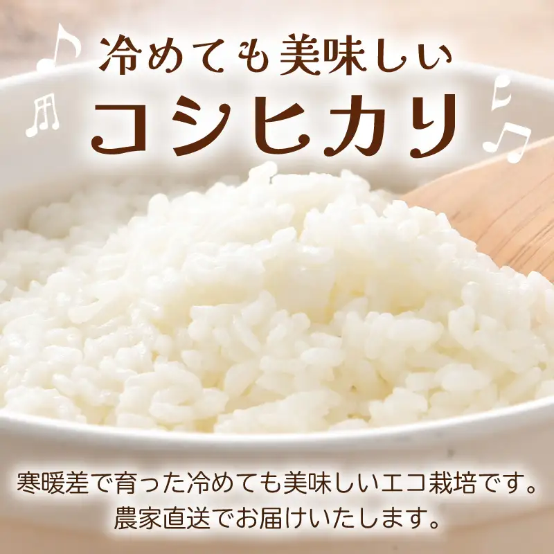 【先行予約】【令和8年産 新米】《定期便6回》ワルツ農場の直播き コシヒカリ クリーン精米（無洗米） 5kg（計30kg） / お米 ご飯 白米 発送直前 精米 つや 艶 甘味 旨み あわら市産 福井県産 慣行栽培 コメ 北陸 福井県 あわら市 こしひかり ※2026年11月上旬以降発送予定 [aw046-f003]