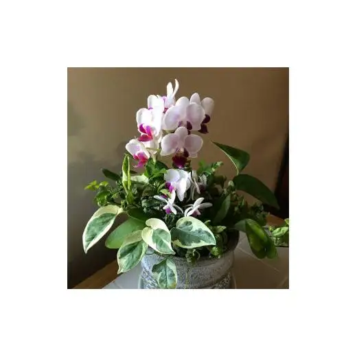 Kanonの「ギャザリング」胡蝶蘭&Greenの寄せ植え / 植物 胡蝶蘭 観葉植物 ギャザリング 送料無料