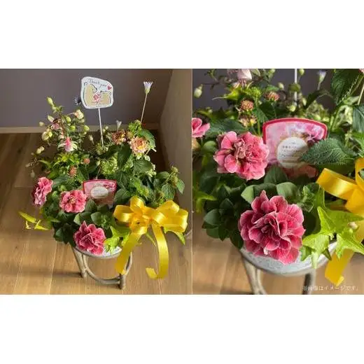 Kanonのおまかせ季節の寄せ植え / 植物 寄せ植え お花 リーフ 贈答 ギフト 送料無料