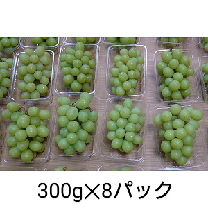 シャインマスカット 約2.4kg（1房約300g×8パック）　【2026年7月下旬から8月中旬発送予定】