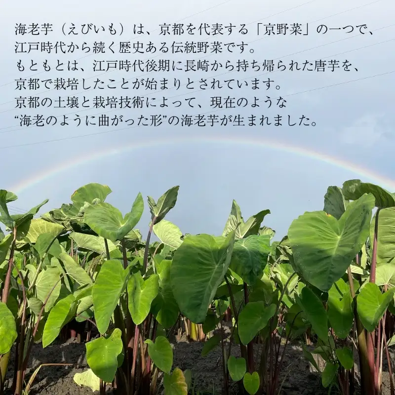えびいも 3kg 京野菜 おせち 煮物 えびいも