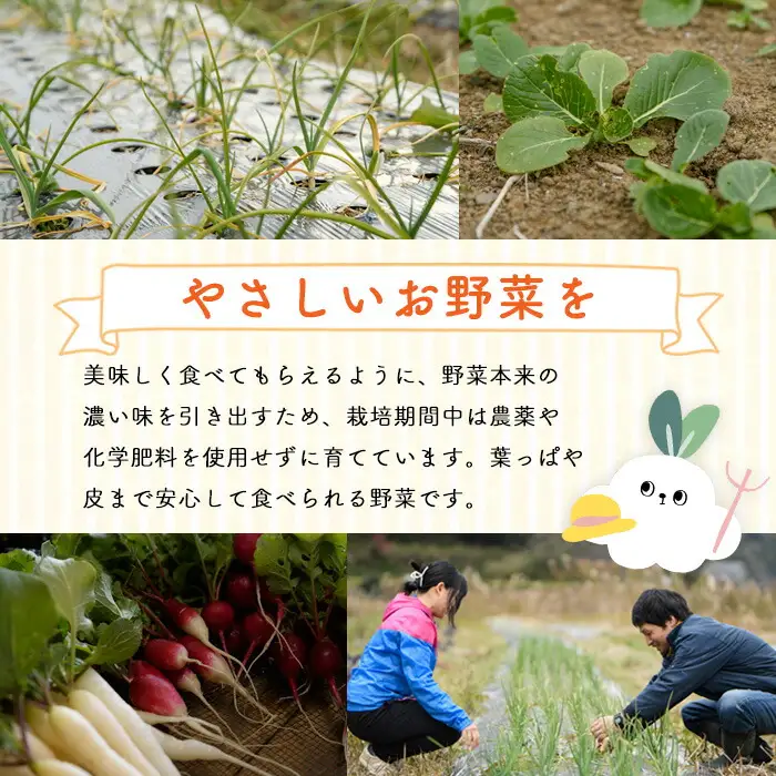 季節のお野菜 セット(7～9種) 野菜 やさい 詰合せ 詰め合わせ 季節 おまかせ お楽しみ【117000100】【しん屋】