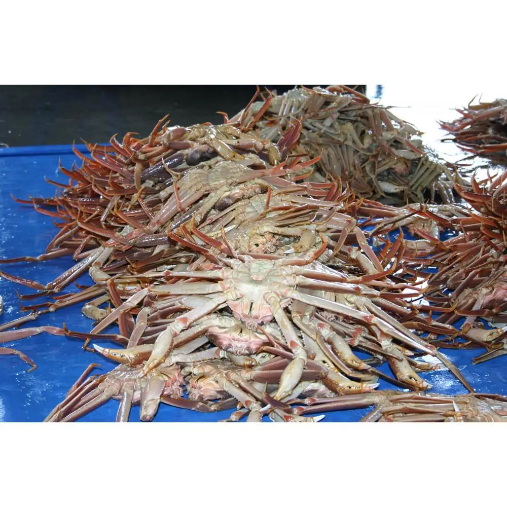 【魚倉】足１本なし生松葉ガニ(中650ｇ)訳あり