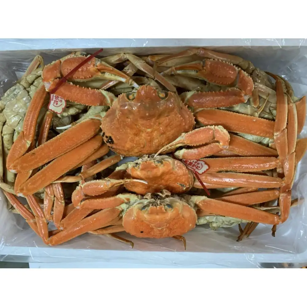 【魚倉】松葉がに ボイル おまかせセット ３kg訳あり