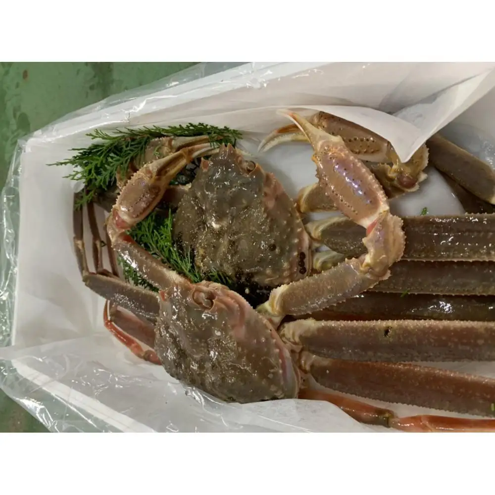 【魚倉】訳あり生松葉ガニ２枚セット