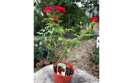 花 薔薇（ミニバラ苗木）：ラブリーふくやま・1ポット 広島県福山市/小林商事 植物 お花 ポット苗 苗 薔薇 バラ 観葉植物 [BAEA001]