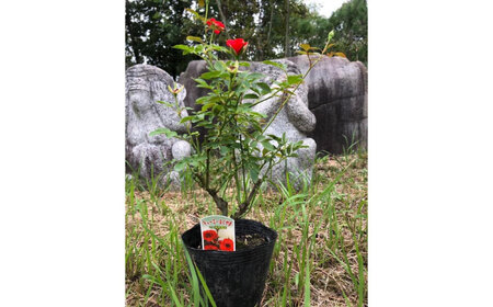 花 薔薇（ミニバラ苗木）：チャーミーふくやま・１ポット 広島県福山市/小林商事 植物 お花 苗木 苗 薔薇 バラ 観葉植物 [BAEA003]