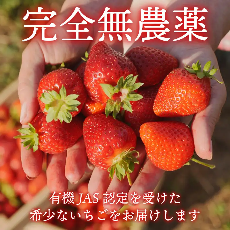 オーガニック いちご 大粒 約24～30粒 《1月末から5月発送》 有機JAS認証 ORGANIC 甘い 苺 果物 フルーツ 産地直送 新鮮 ストロベリー ジャム スムージー 期間限定 徳島