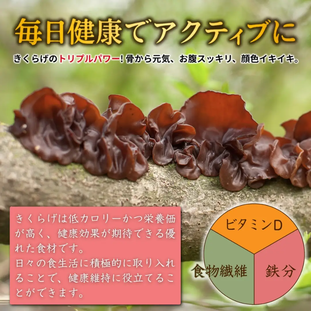 乾燥 きくらげ 特大サイズ