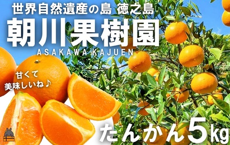 《今が旬！》～世界自然遺産の島から～朝川果樹園さんのたんかん（5kg）　( タンカン フルーツ みかん 果物 柑橘 甘い 徳之島 奄美 鹿児島 もぎたて フレッシュ 世界自然遺産 フルーツアイランド 先行予約 )