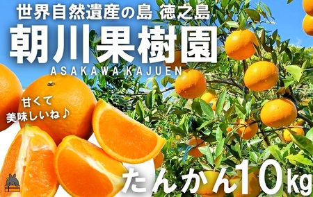 《今が旬！》～世界自然遺産の島から～朝川果樹園さんのたんかん（10kg）　( タンカン フルーツ みかん 果物 柑橘 甘い 徳之島 奄美 鹿児島 もぎたて フレッシュ 世界自然遺産 フルーツアイランド 先行予約 )