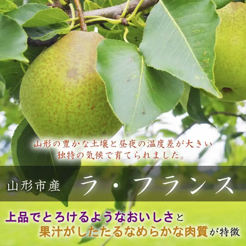 山形市産【高糖度ラフランス】特秀品 5kg (10～18玉)  極上フルーツ  洋梨 山形【令和8年産先行予約】FS24-822