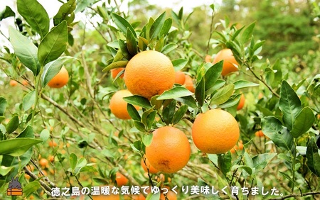 ≪先行予約≫「美味しい！」笑顔になる。是枝農園さんのこだわり たんかん（10キロ） ( フルーツ 果物 柑橘 甘い 徳之島 奄美 鹿児島 もぎたて フレッシュ 世界自然遺産 フルーツアイランド )