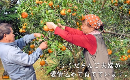 ≪今が旬！≫ねぇ美味しいよ。徳之島 ふくだ果樹園さんのたんかん（5kg） ( タンカン フルーツ みかん 果物 柑橘 福田果樹園 徳之島 奄美 鹿児島 もぎたて フレッシュ 世界自然遺産 先行予約 )