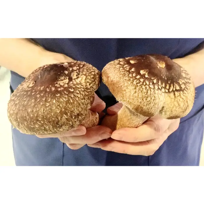 奥出雲椎茸「雲太」不揃い1kg【椎茸 生しいたけ 12枚 15枚 18枚 肉厚 収穫直後 新鮮 菌床栽培 国産 きのこ キノコ 野菜 料理 食品 プレゼント 贈り物 ギフト】