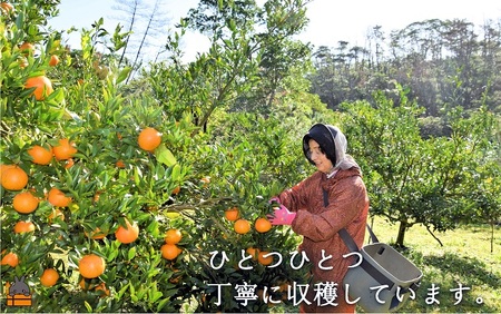 ≪今が旬！≫世界中が笑顔になるね！佐原農園さんのたんかん（5kg） ( タンカン 果物 フルーツ 柑橘 みかん 鹿児島 奄美 徳之島 美味しい 旬 果肉 )