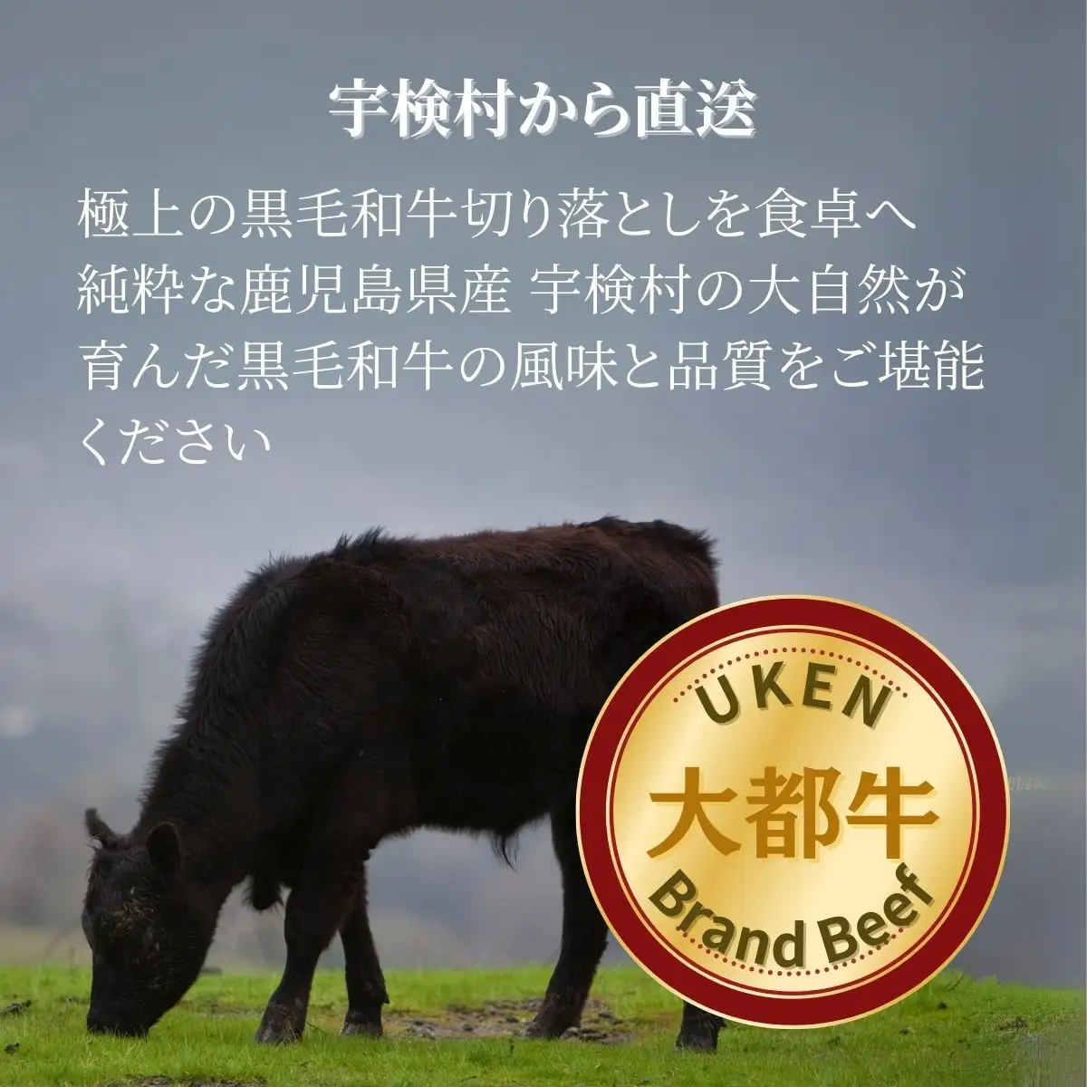 【鹿児島県産 黒毛和牛】 カルビ 400g 【数量限定】大都牛 ブランド 牛 うし 牛肉 ビーフ 奄美大島 宇検村 経産牛