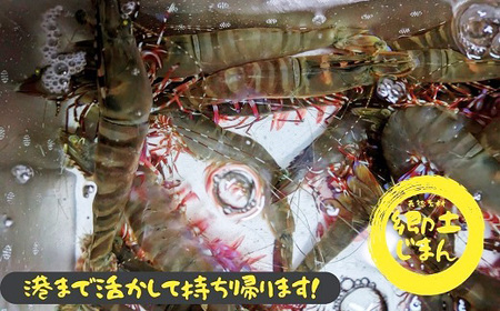漁師直送！プリプリの「足赤海老」10尾×2袋 計20尾