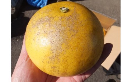 【令和9年3月】＜訳あり＞オレンジ園の土佐文旦10kg 柑橘 フルーツ みかん ザボン ぶんたん 【R01086】
