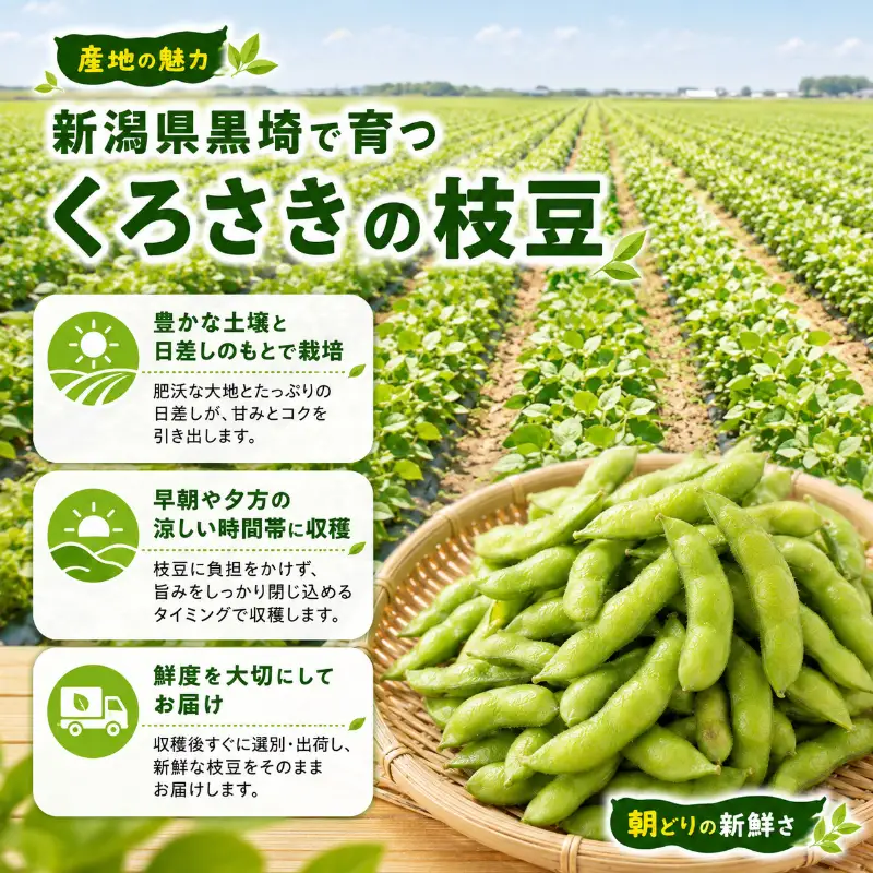 【9月末～発送開始】枝豆 1kg 朝採り新潟県黒埼産 枝豆