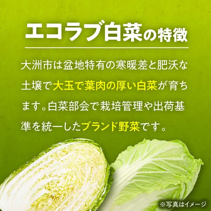 白菜 約10kg 白菜【11月中旬から順次発送】[AGBN049]
