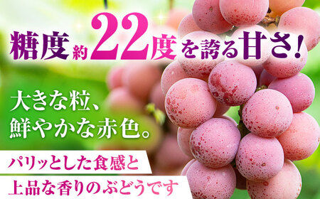 　【2026年発送先行予約】【2回定期便】　訳あり クイーンニーナ ぶどう 切り落とし 約1kg  【合同会社 社方園】[ZBZ045]