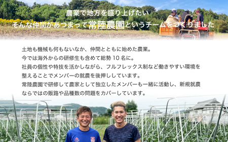 【先行予約】3ヶ月定期便 干し芋 べにはるか 合計3kg 各回1kg（250g×4袋）| 干し芋