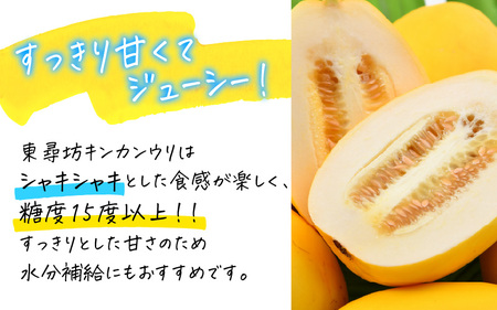 東尋坊キンカンウリ 1.5kg (500g × 3個入) まくわうり 瓜 [A-10242]