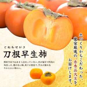 【2026年先行予約】種無し柿 早生刀根柿 約1.8kg 2026年9月下旬～10月下旬頃に順次発送予定（お届け日指定不可）/ 和歌山 柿 かき フルーツ 果物 くだもの 刀根 種無し【kgr003A】
