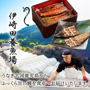 【数量限定】鹿児島県産 伊崎田のうなぎ蒲焼 大＜170g以上＞× 2尾(計340g以上) 鰻 うなぎ ウナギ 蒲焼き 2尾 国産 九州産 鹿児島県産 冷凍 おつまみ 鰻重 うな丼 a6-053