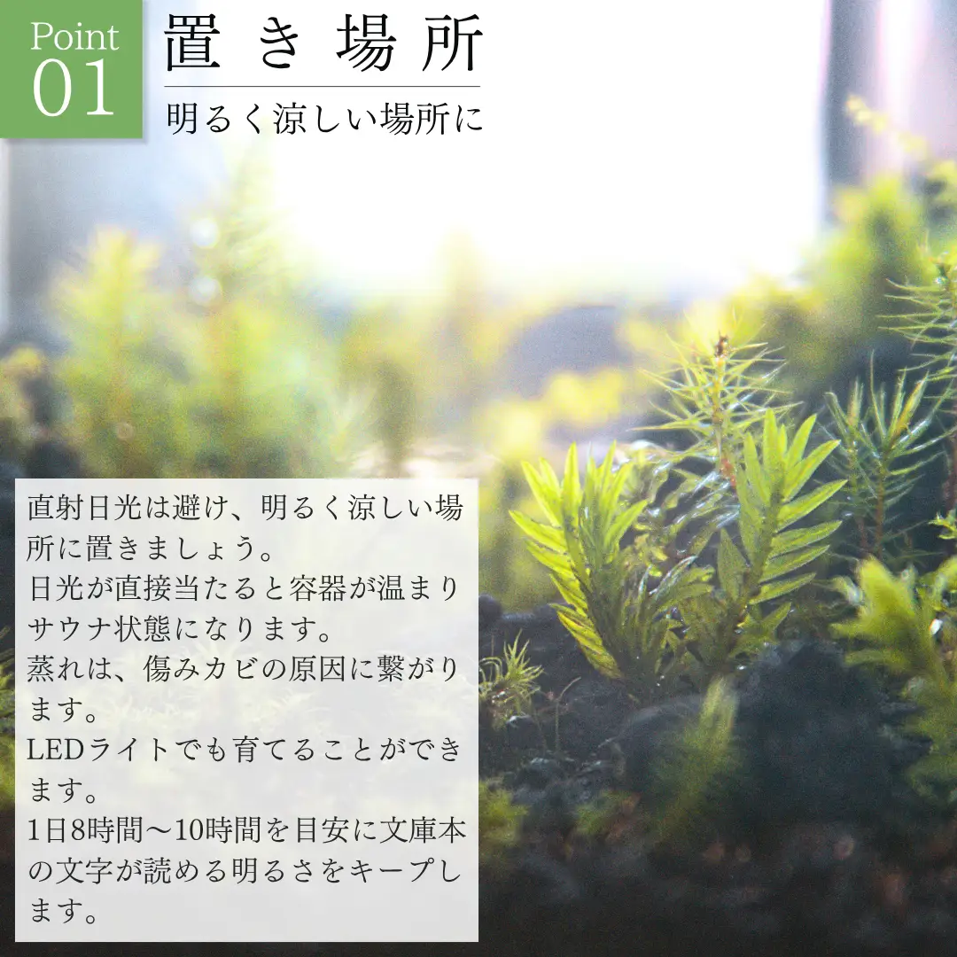 テラリウム 14cm スフィア（苔5種類） 苔リウム 苔テラリウム
