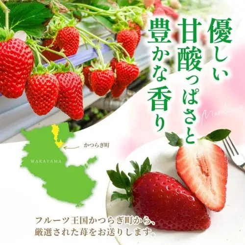 【先行予約】まりひめ いちご 12粒～15粒入り×4パック（1kg）2027年1月中旬?3月下旬頃に順次発送予定（お届け日指定不可）/ いちご 苺 まりひめ 和歌山 フルーツ 果物 くだもの【kgr008B】