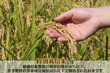 SS-128　【お米　特別栽培米　特Aランク】岡山県産「きぬむすめ」5kg（令和6年産）