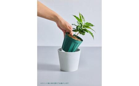 【鉢付き】コーヒーの木 テーブルMサイズ【鉢：テラコッタ】 ALQ0008VC05