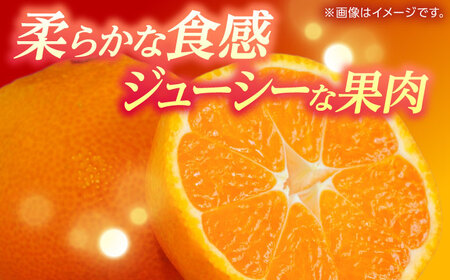 【先行予約】 温州みかん 『青島』 約5kg S~Lサイズ 【奥村果実園】[ZFK005]