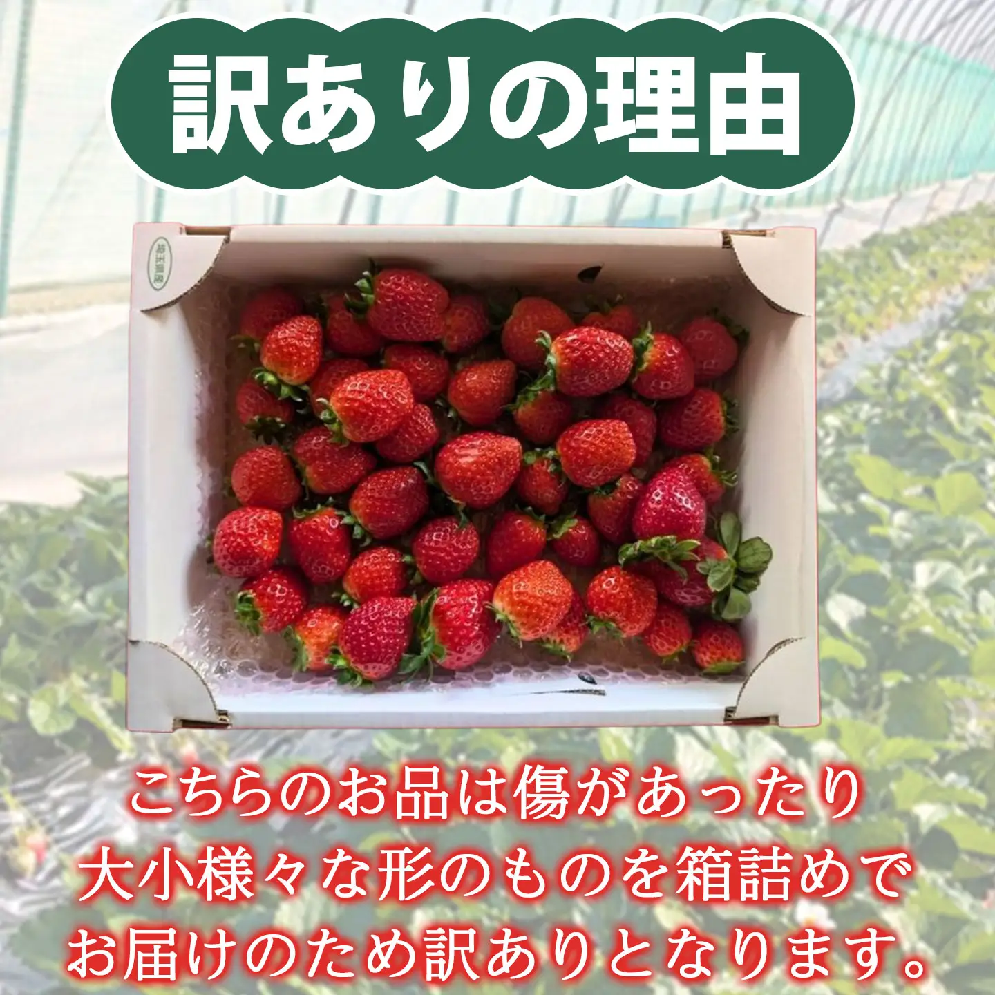 【先行受付】【訳あり】いちご あまりん サイズミックス １㎏以上【潰れが気にならない方限定】苺 あまりん