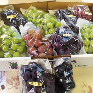 【2026年8月下旬～9月下旬発送】旬の種なしぶどう詰め合わせ　２kg（３～６房）【茨城県共通返礼品/石岡市】【ブドウ 巨峰 ビオーネ 伊豆錦 ゴルビー セット 安芸クイーン フルーツ 果物 くだもの 水戸市 水戸】（MF-2）