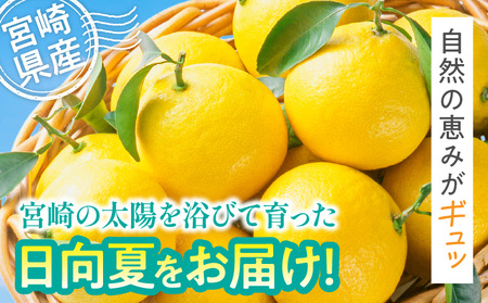 フルーツ 日向夏 フルーツ[《2027年発送先行予約》 2.5kg 宮崎県産]