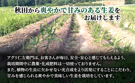 先行予約 秋田県 にかほ市産 新生姜1.2kg【 生姜 しょうが ショウガ ジンジャー 薬味 】