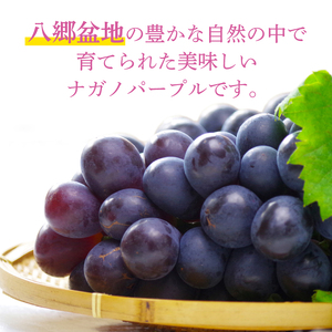 【2026年8月より順次発送】ナガノパープル 約1.2kg【茨城県共通返礼品/石岡市】(IT-21)