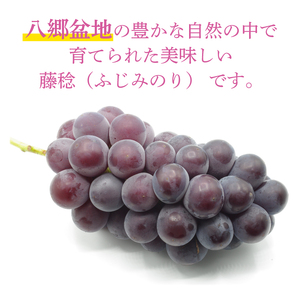 【2026年8月より順次発送】藤稔（ふじみのり） 約2kg【茨城県共通返礼品/石岡市】(IT-23)