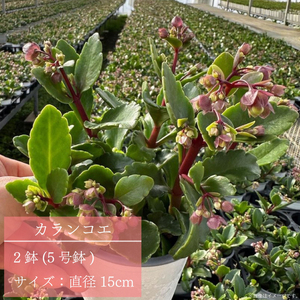 【2027年2月より順次発送】須貝花園 カランコエ 2鉢(5号鉢)｜カランコエ 花 多肉植物 季節の花 須貝花園 先行予約 茨城県 行方市(C-15)