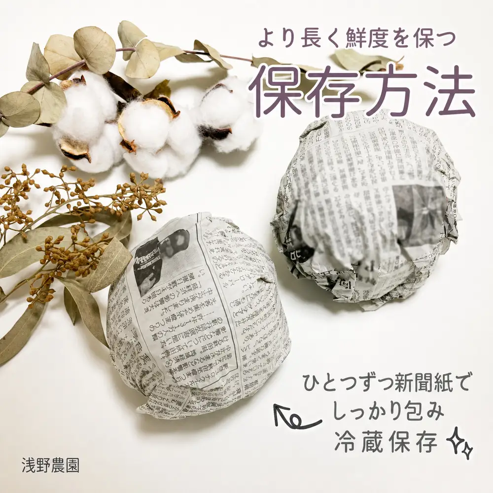 【2026年先行予約】シナノホッペ 約5kg | 浅野農園