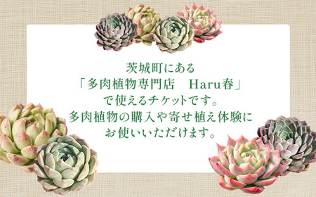 592 Haru春で使える3,000円分チケット（500円×6枚）