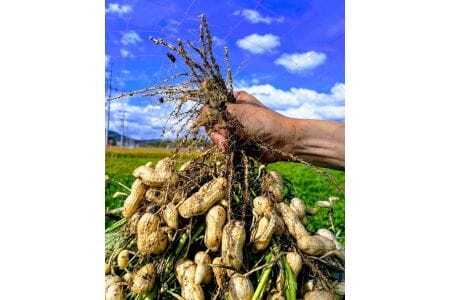 【予約商品】掘りたて　おおまさり　生落花生　1kg　栽培期間中農薬不使用【配送時期：9月下旬～10月中旬】