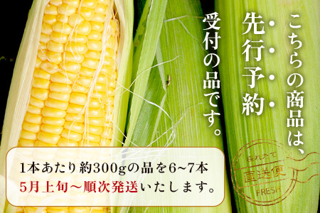 【数量限定】多良木町産 スイートコーン 約 2kg (6～7本) 5月上旬～順次配送 ゴールドラッシュ 一番果 甘い トウモロコシ 旬の味覚 産地直送 コーン とうもろこし 熊本県 089-0690